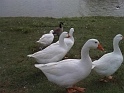 Jess_FeedDucksWMummy (4)